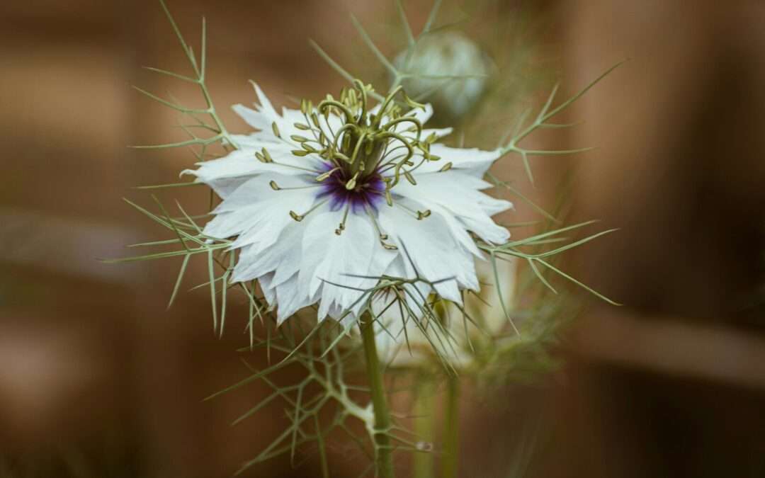 Los beneficios del aceite de nigella