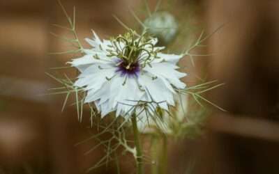 Los beneficios del aceite de nigella